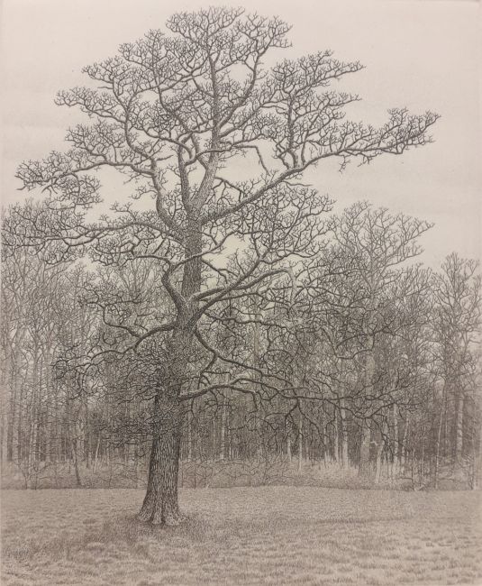 PHILIP WIESMAN Solitair boom  ets  beeldmaatx13 cm. 190 00 met  lijst 5091