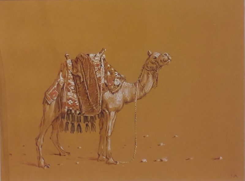 SIMON KOENE  Kameel  zwarte en witte inkt op bruin papier  00  26x32 cm. 5101