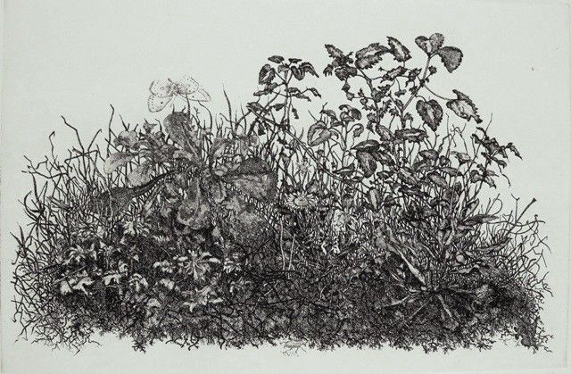 WILLEM MINDERMAN  Wilde planten met vlinder  ets  x 48 5 cm.  160 00 5105