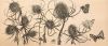 WUILLEM MINDERMAN  Wilde kaardebol met vlinders  ets30x50 cm. 00  zonder lijst 5106