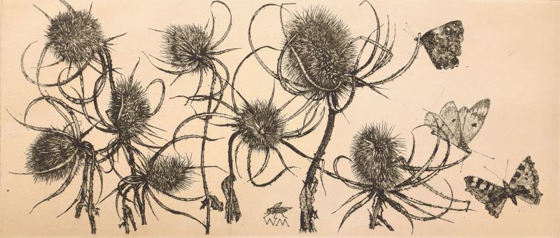 WUILLEM MINDERMAN  Wilde kaardebol met vlinders  ets30x50 cm. 00  zonder lijst 5106